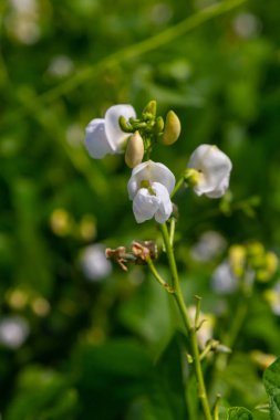 Beyaz çiçekler yemyeşil bitkilerden çıkar, baharın kalbinde dingin ve ferahlatıcı bir bahçe sahnesi sergilerler, yeni hayat ve güzelliklerle dolu.