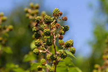 Olgunlaşmamış böğürtlen closeup bulanık yeşil arka plana sahip.