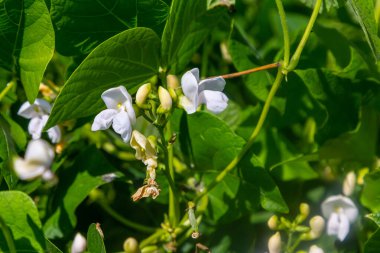 Canlı yeşil yaprakların arasında beyaz çiçekler ortaya çıkar. Doğal güzelliklerle dolu, yeşeren bir bahçede baharın tazeliğini vurgularlar..