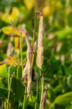 Kuru bezelye kabukları, canlı yeşil yapraklar arasında ince gövdelerden askıya alınır. Bu da bereketli bir yaz sonu mahsulünün hasat için hazır olduğunu gösterir..