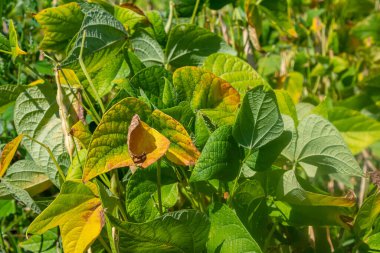 Yoğun yeşil ve sarı yapraklar güneş ışığında güneşlenen fasulye bitkilerinin sağlıklı büyüdüğünü gösteriyor. Bu canlı bahçe, yaz sonu yaşam dolu bir atmosferi yansıtıyor..