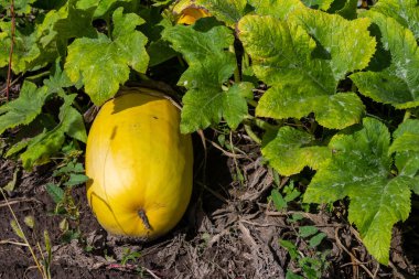 Sıcak bir yaz gününde, güneşli bir bahçede, büyük yeşil yaprakların altında kısmen saklı, yerde duran olgun sarı bir kabak doğanın cömertliğini sergiliyor..