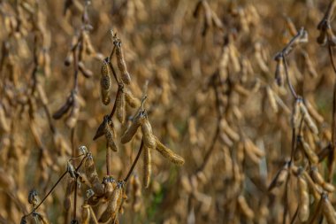 Soya fasulyesi bitkileri parlak güneş ışığı altında bir tarlada büyür. Kapsülleri yaz sonu olgunlaştıkça alçaktan sarkır. Bu da çiftçiler için hasat zamanının sinyalidir..