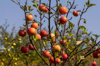 Parlak kırmızı ve sarı elmalar, sonbaharın güzelliğini ve hasata hazır meyve bolluğunu gösteren, güneşli bir meyve bahçesinin dallarında toplanırlar..