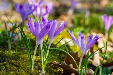 Crocus heuffelianus ya da Crocus vernus 'un dev krokusu ile kapatın. Ormanda açan mor çiçek..
