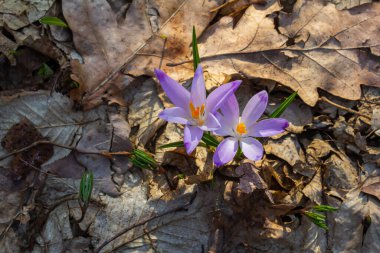 Crocus heuffelianus ya da Crocus vernus 'un dev krokusu ile kapatın. Ormanda açan mor çiçek..
