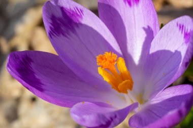 Crocus heuffelianus ya da Crocus vernus 'un dev krokusu ile kapatın. Ormanda açan mor çiçek..