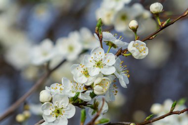 White plum blossom, beautiful white flowers of prunus tree in city garden, detailed macro close up plum branch. White plum flowers in bloom on branch, sweet smell with honey hints.