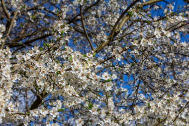 Erik Cerasifera Çiçek açan beyaz erik ağacı. Prunus Cerasifera 'nın beyaz çiçekleri.