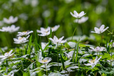 Bahar ormanındaki bir sürü yabani çiçek. Çiçekli güzellik, doğa, doğal. Güneşli bir yaz günü, parkta yeşil çimenler. Anemonoides nemorosa.