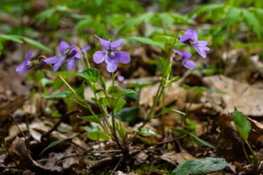 Viola odorata. Kokulu olsun. İlkbaharda açan mor çiçek ormanı. İlk bahar çiçeği, mor. Vahşi menekşeler.