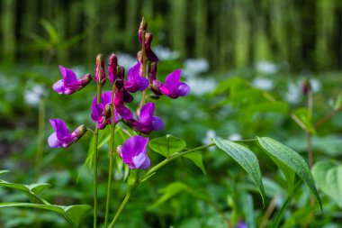 Flowers of spring vetchling Lathyrus vernus plant in wild nature. May. clipart