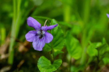Viola odorata. Kokulu olsun. İlkbaharda açan mor çiçek ormanı. İlk bahar çiçeği, mor. Vahşi menekşeler.