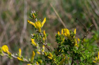 Chamaecytisus ruthenicus blooms in the wild in spring.
