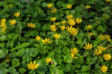 Ranunculus ficaria verna pilewort daha az celandine.