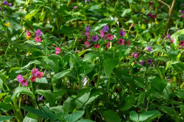 Yeşil yapraklar üzerinde canlı ve parlak pulmonarya çiçekleri yakın plan.