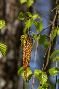 Yeşil yapraklı ve küpeli bir huş ağacı dalı. Bahar çiçekleri ve polenden kaynaklanan alerjiler.