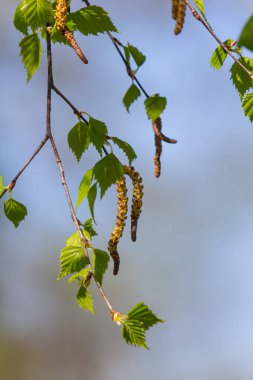 Yeşil yapraklı ve küpeli bir huş ağacı dalı. Bahar çiçekleri ve polenden kaynaklanan alerjiler.