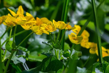 Çiçekli kadife çiçeği Caltha palustris geniş bir bataklık, göletler, nemli çayırlar ve ıslak ormanlık..