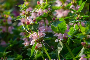 Pink flowers of spotted dead-nettle Lamium maculatum. Medicinal plants in the garden. clipart