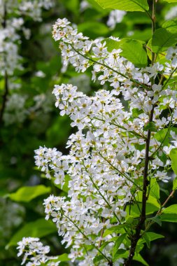 Seçici odak fotoğrafı. Kuş kiraz ağacı, erik yaprağı çiçek açıyor..