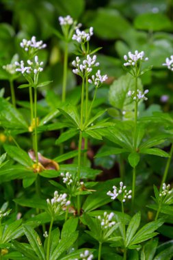Woodruff, Galium odoratum ormanda yetişen bir baharat ve tıbbi bitkidir..