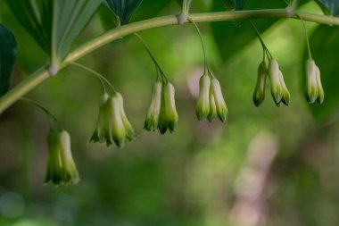 Polygonatum multiflorum flower in meadow, close up .
