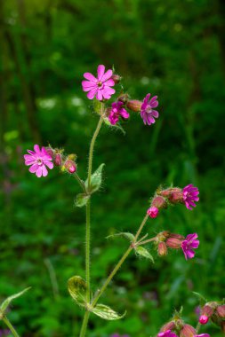 Silene dioica Melandrium rubrum, Caryophyllaceae familyasından bir bitki türü. Kırmızı kafes.