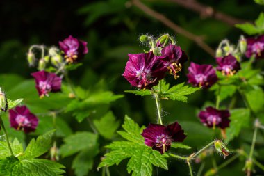 Purple and red flowers of Geranium phaeum Samobor in spring garden. clipart