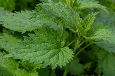 Urtica dioica ya da ısırgan otu, bahçede. Isırgan otu, kanama, idrar söktürücü, ateş düşürücü, yara iyileştirme, antiheumatik madde olarak kullanılan bir ilaç..