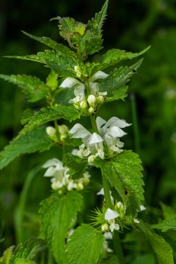 Güneşli bir günde filizlenen ölü ısırgan otu yakın plan. Lamium albümü. Lamiaceae Ailesi.