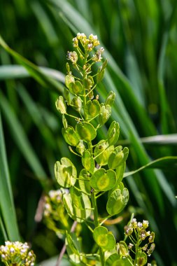 Doğada, Thlaspi arvense yabani otların arasında yetişir..