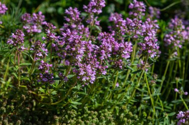 Çiçekli kokulu Thymus Serpilllum, Breckland yabani kekik, sürünen kekik, ya da elf kekik yakın çekim, makro fotoğraf. Güneşli bir günde tarlada güzel yiyecekler ve tıbbi bitkiler