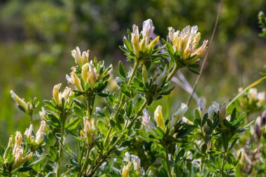 In the spring Chamaecytisus ruthenicus blooms in the wild.