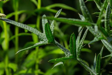 New leaves of Cirsium vulgare on on the river bank. clipart