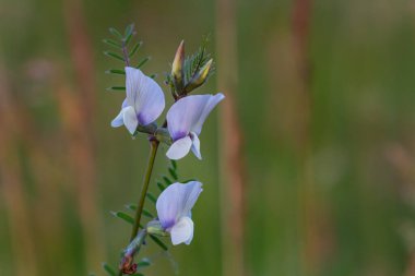 Vicia grandiflora - Baharda vahşi bitki vuruşu.
