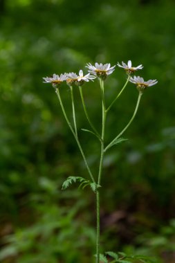 İlkbaharda vahşi ormanda açarlar tansi kalkanlar Tanasetum corymbosum.