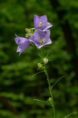 Campanula latifolia çiçeği, geniş yapraklı çan çiçeği, urple, botanik ormanı çayırı, bahar çiçekli bitki ormanı, doğa makro fotoğrafı..