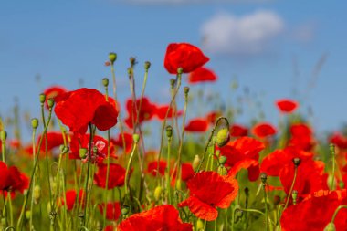 Papaver rhoeas or common poppy, red poppy is an annual herbaceous flowering plant in the poppy family, Papaveraceae, with red petals. clipart