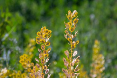 In nature, Thlaspi arvense grows among wild grasses. clipart