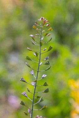 In nature, Thlaspi arvense grows among wild grasses. clipart