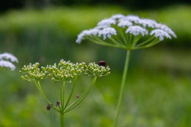 Aethusa cynapium bitkisinin beyaz ve yeşil yaprakları.