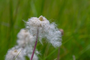 Çiçek açtıktan sonra Anemone yabani çiçeği. Anemone koronaria tohumu ve tüy yumağı. Yeşil çimen mavimsi arkaplan.