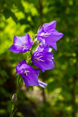 Photo of Campanula latifolia flower, broad-leaved bellflower, urple, botany forest meadow, spring flowering plant forest, nature macro photo. clipart