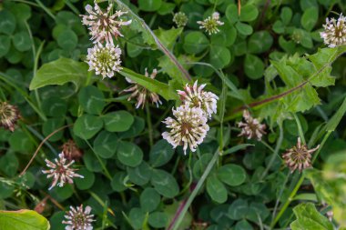 Çimlerin arasında beyaz yonca çiçekleri. Trifolium tövbe eder..