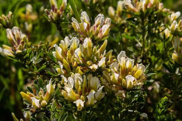 In the spring Chamaecytisus ruthenicus blooms in the wild.