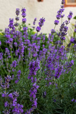 Lavandula angustifolia çiçek demeti, mor kokulu çiçek demeti güzel kokan bitkiler.