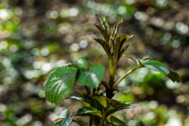 Bahar genç yaprakları ağaçların üzerinde bir bahar parkının arka planına karşı. Bahar manzarası, ilk yapraklı ağaçlar..