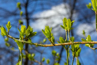 Bahar genç yaprakları ağaçların üzerinde bir bahar parkının arka planına karşı. Bahar manzarası, ilk yapraklı ağaçlar..