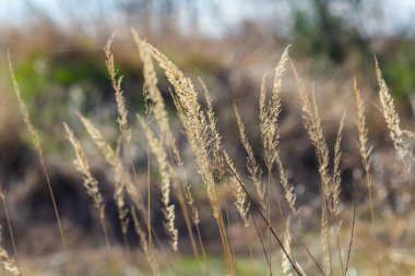 Çayırdaki küçük kamışlı Calamagrostis epigejos 'un enfeksiyonu..